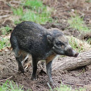 Female Negros Island Warty pig