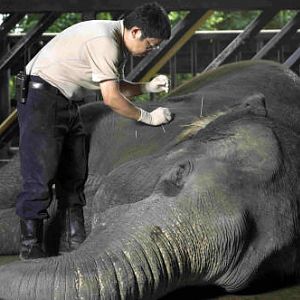 Elephant receiving acupuncture, Night Safari