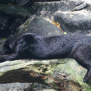 Black Jaguar, Singapore Zoo