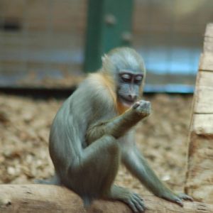 Baby Mandrill