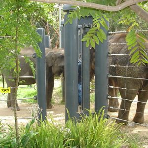 melbourne new elephants...