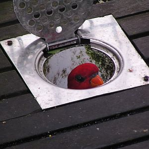 Curious Lory, Jurong BirdPark
