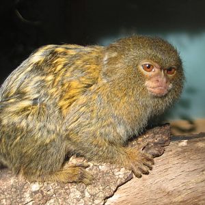 pygmy marmoset