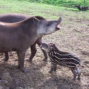 Tapir Family-Longleat