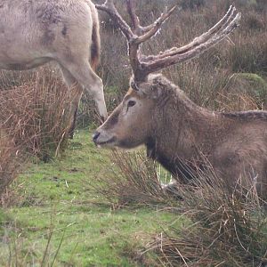 Pere David Deer