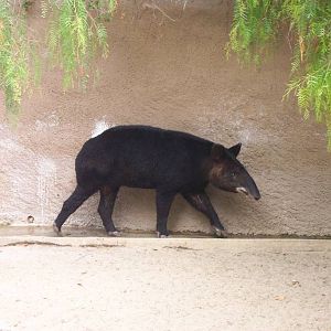 Mountain Tapir