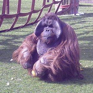 Oranguatan at Twycross