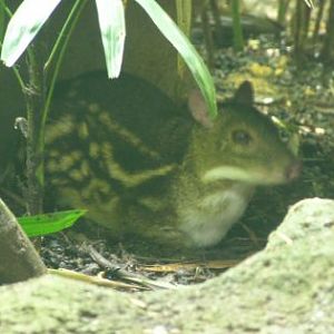 Spotted Mousedeer, Singapore Zoo
