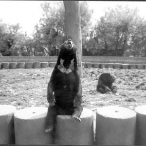Malayan Bears