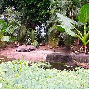 Zurich zoo- Masola exhibit