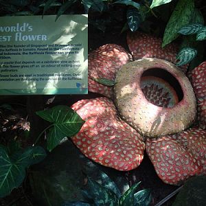 Artificial Rafflesia, Singapore Zoo