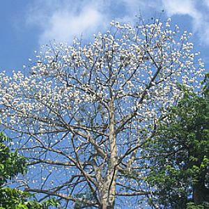 Silk Cotton Tree in bloom, Singapore Zoo