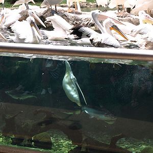Pelican feeding, Jurong BirdPark