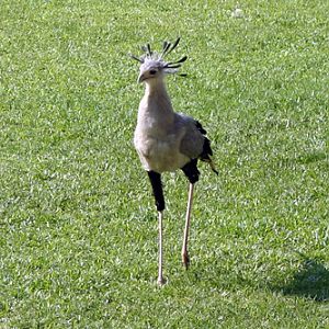 Sheila, Jurong BirdPark