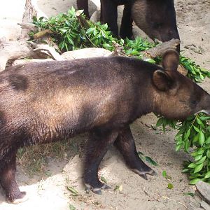 Mountain Tapir