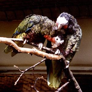 Cuban Amazon Parrots