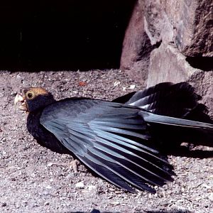 female Greater Vasa Parrot