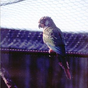 Grey-cheeked Conure