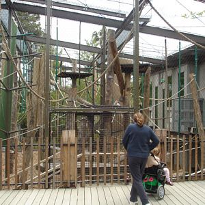 Melbourne's Orang-utan Sanctuary..