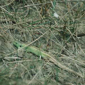 British Sand Lizard Chester Zoo