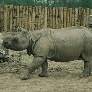 young male Indian Rhinoceros Chester Zoo