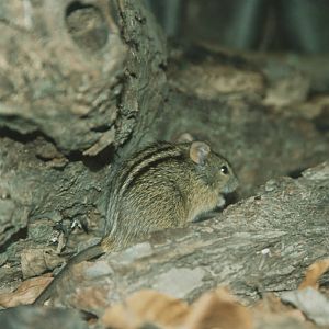 Mesic Four-striped Grass Mouse (Rhabdomys dilectus) Chester Zoo