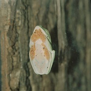 Giant WaxyTree Frog (Phyllomedusa bicolor) Chester Zoo