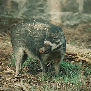 yuoung Negros Warty Pig Chester Zoo
