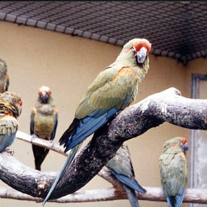 Red-fronted Macaws at Chester Zoo