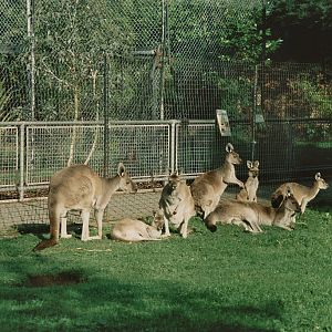 Western Grey Kangaroo, Chester Zoo