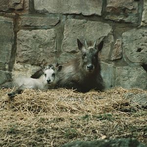 Japanese Serow, Edinburgh Zoo