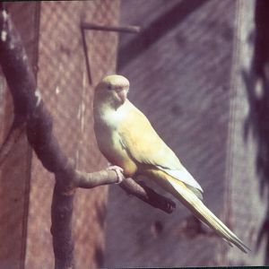 Lutino Lesser Patagonian Conure, Chester Zoo