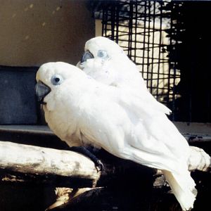 Blue-eyed Cockatoos, Chester Zoo