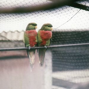 Musschenbroek's Lorikeets, Chester Zoo