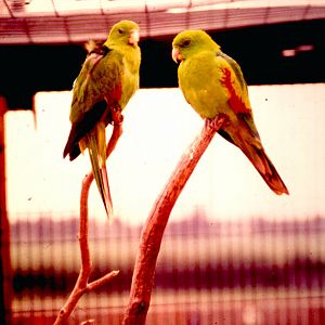 Crimson-winged Parrakeets, Bridgmere Wildlife Park 29 May 1977
