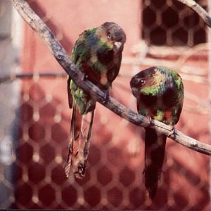 Blue-throated Conures, Chester Zoo
