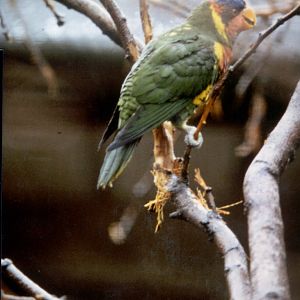 Ornate Lorikeet, Chester Zoo 1976