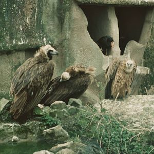 Vultures, Chester Zoo