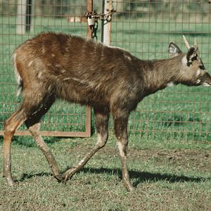 young male Western Sitatunga Chester Zoo