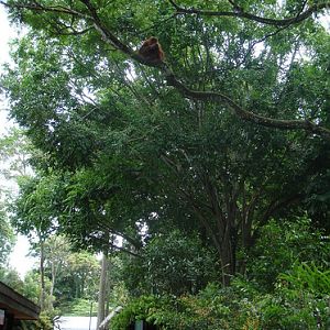 Free-ranging Orangutan, Singapore Zoo