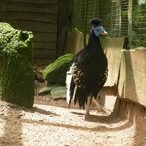 Crested fireback