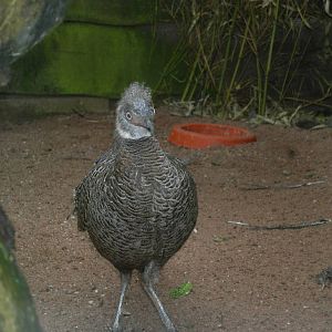 Male grey peacock pheasant