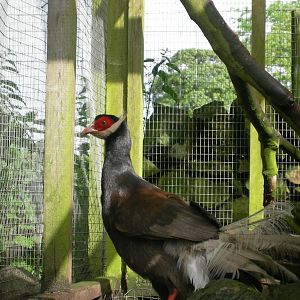 Brown eared pheasant