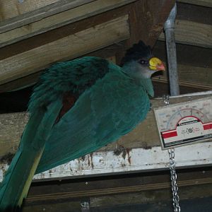 Great blue turaco