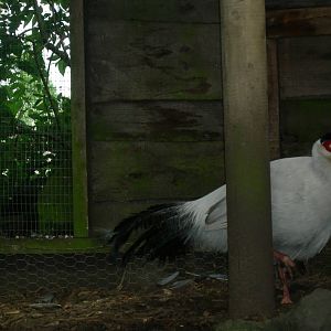 White eared pheasant