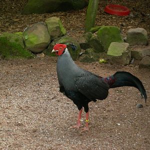 Siamese fireback