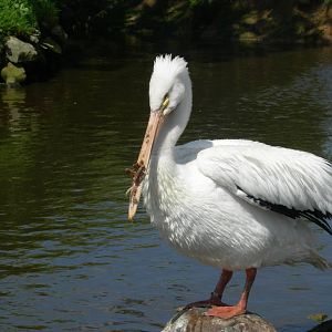 American white pelican