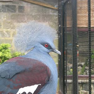 Blue crowned pigeon