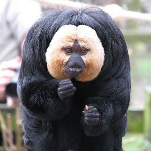 Marwell Zoo March 2007