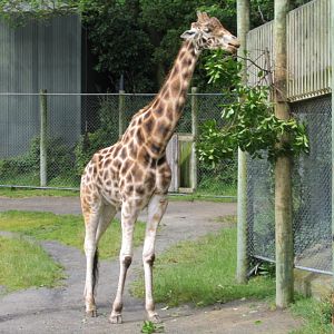 Giraffe at Wellington Zoo